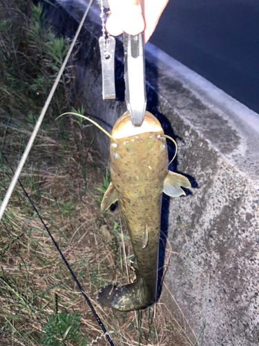 ナマズの釣果