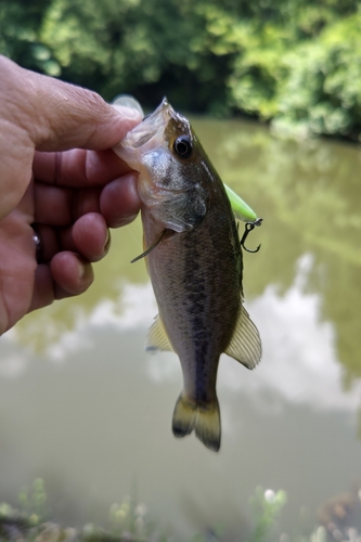 ラージマウスバスの釣果