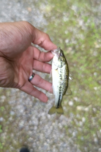 ラージマウスバスの釣果