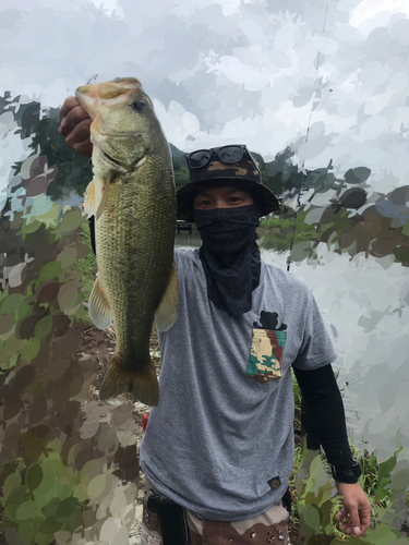 ブラックバスの釣果