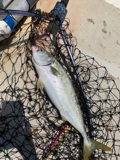 ハマチの釣果