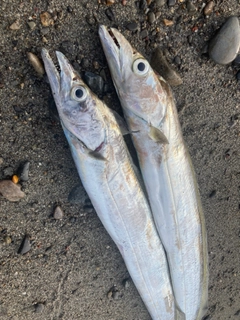 タチウオの釣果