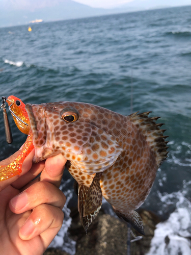 オオモンハタの釣果