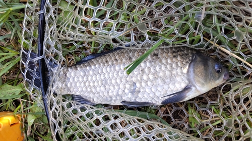 マブナの釣果