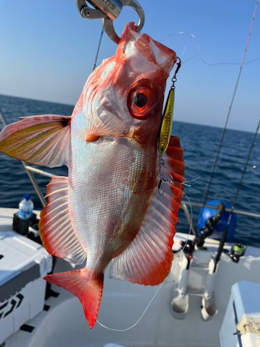 チカメキントキの釣果