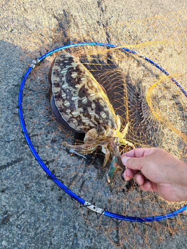 イカの釣果