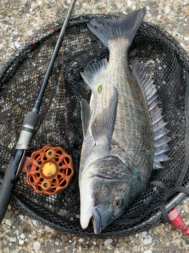 クロダイの釣果