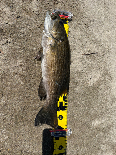 スモールマウスバスの釣果