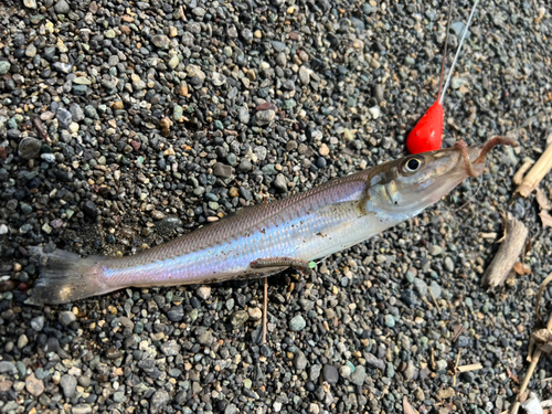 シロギスの釣果