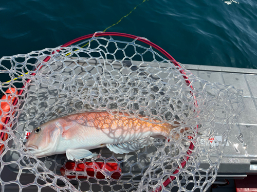 アマダイの釣果