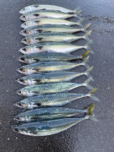 サバの釣果