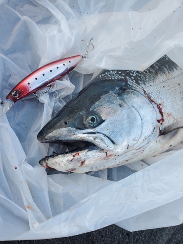 サクラマスの釣果