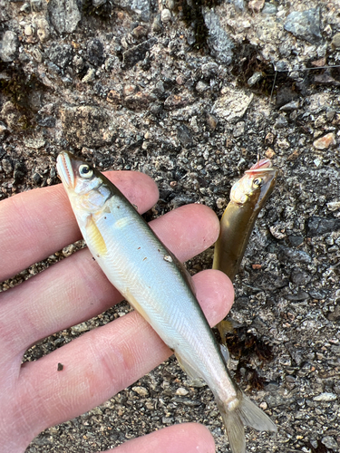 アユの釣果