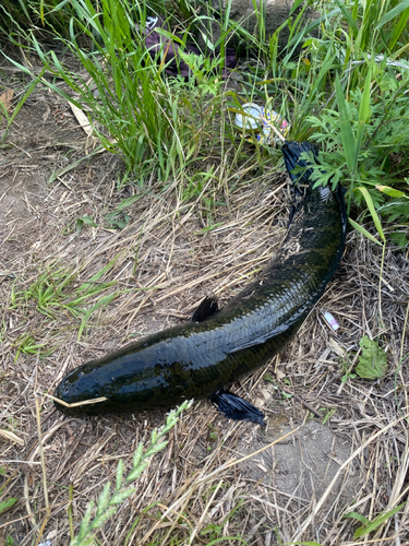 ライギョの釣果