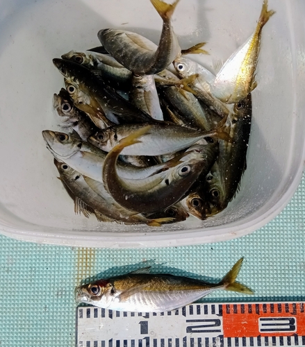 アジの釣果