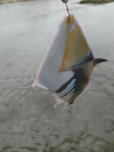 ムラサメモンガラの釣果