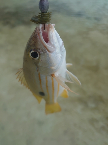 ヤマトビーの釣果