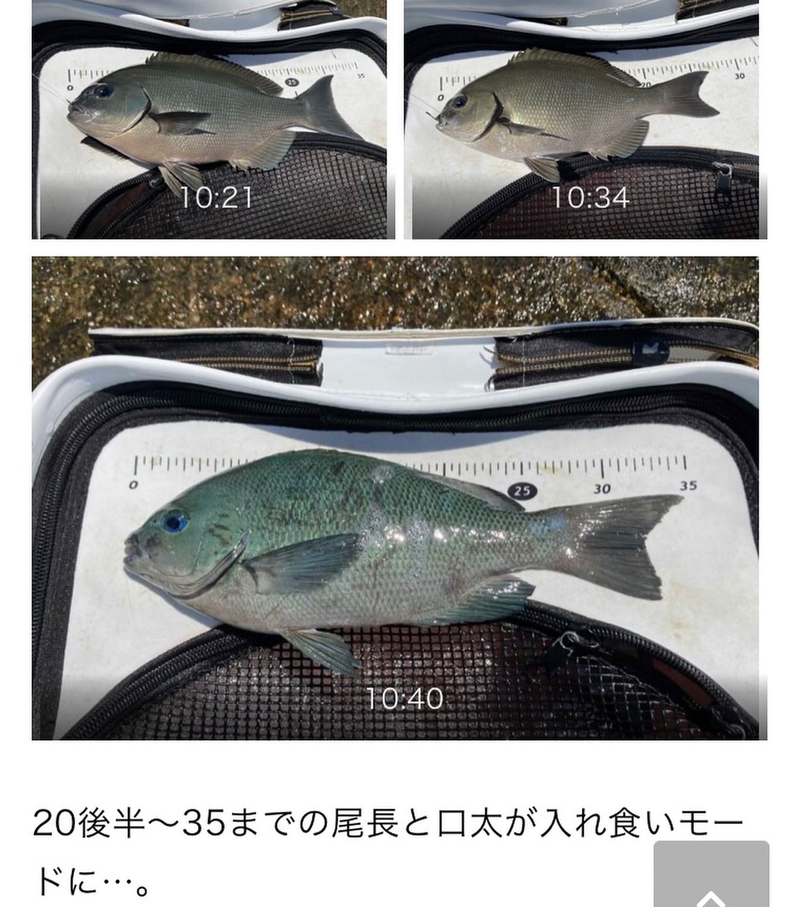 クチブトグレ