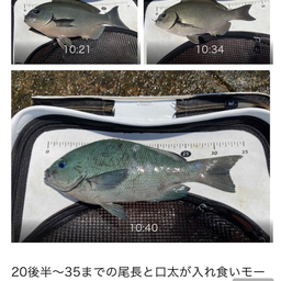 クチブトグレ