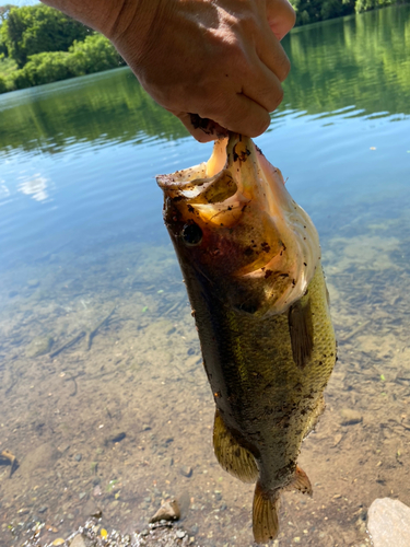 ラージマウスバスの釣果