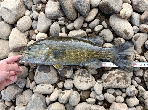 スモールマウスバスの釣果