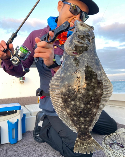 ヒラメの釣果