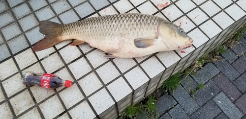 コイの釣果