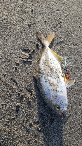 ワカシの釣果