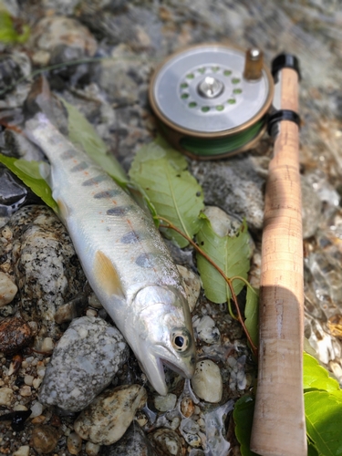 アマゴの釣果