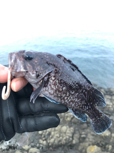 マゾイの釣果