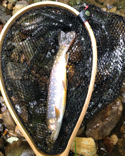 イワナの釣果