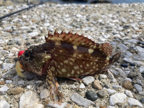 カサゴの釣果