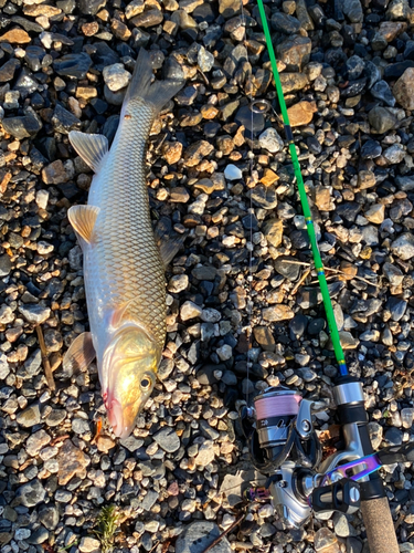 ニゴイの釣果