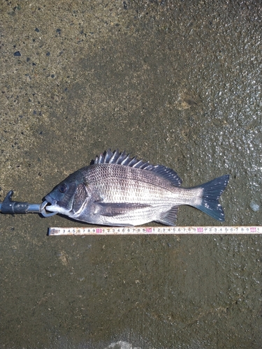 チヌの釣果