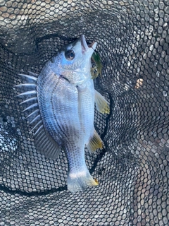 キチヌの釣果