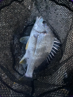 キチヌの釣果