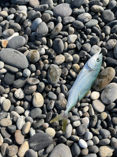 ツバイソの釣果