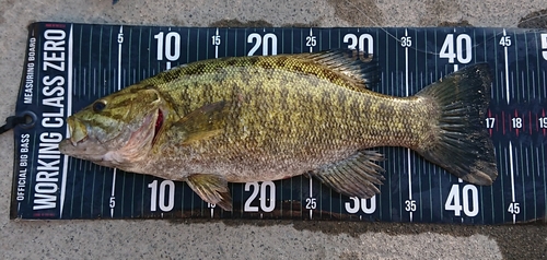 スモールマウスバスの釣果