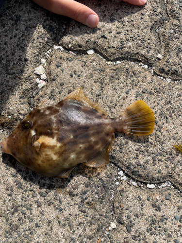 カワハギの釣果