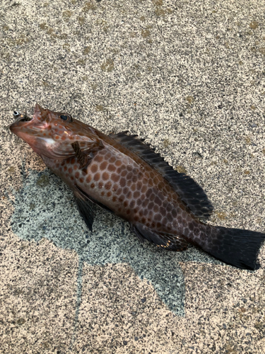 オオモンハタの釣果