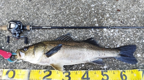 シーバスの釣果