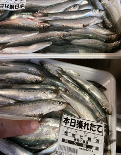 タチウオの釣果