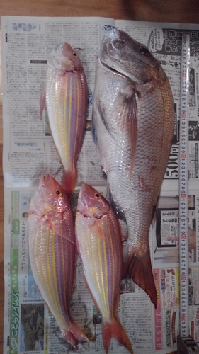 マダイの釣果