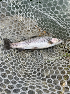 ニジマスの釣果