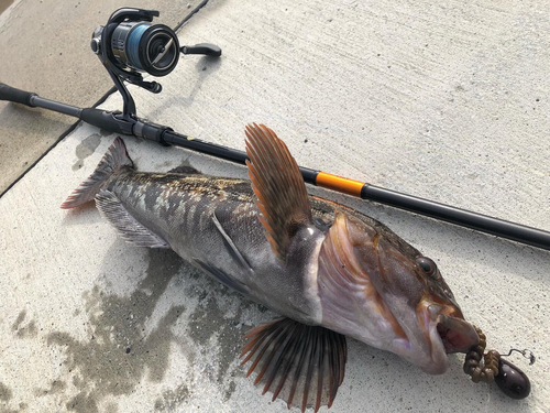 アイナメの釣果