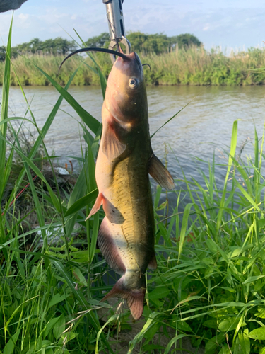 アメリカナマズの釣果