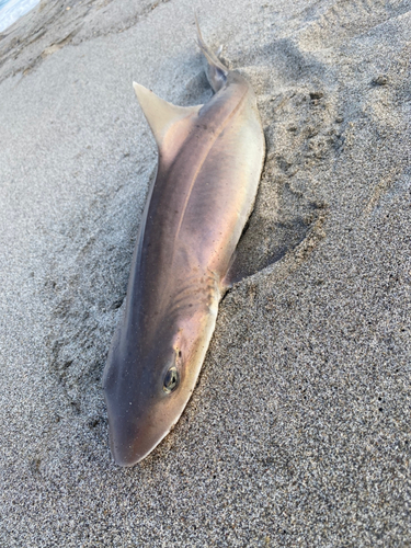 サメの釣果