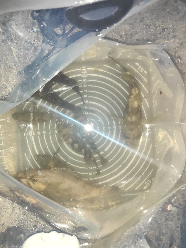 タケノコメバル