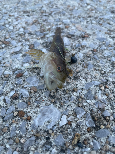 マハゼの釣果