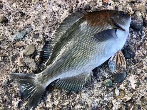 メジナの釣果